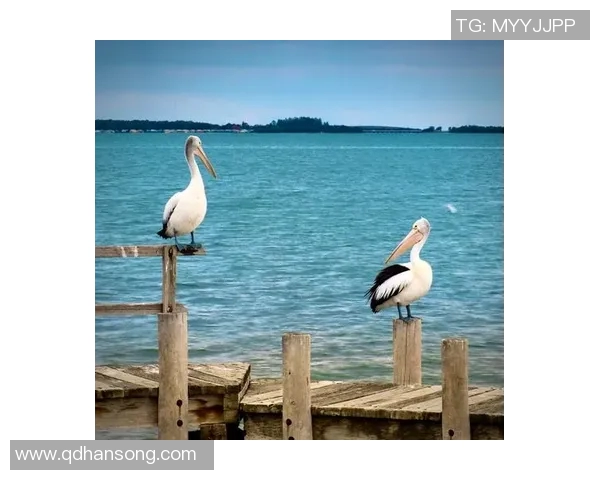 北京沙河水库现卷羽鹈鹕高空鸣唱，网友戏称帕瓦罗鹈鹕